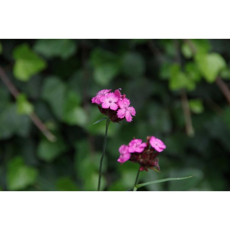 Dianthus carthusianorum