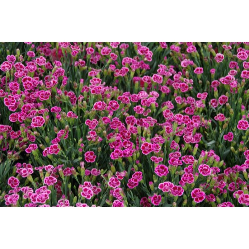 Dianthus Pink Kisses