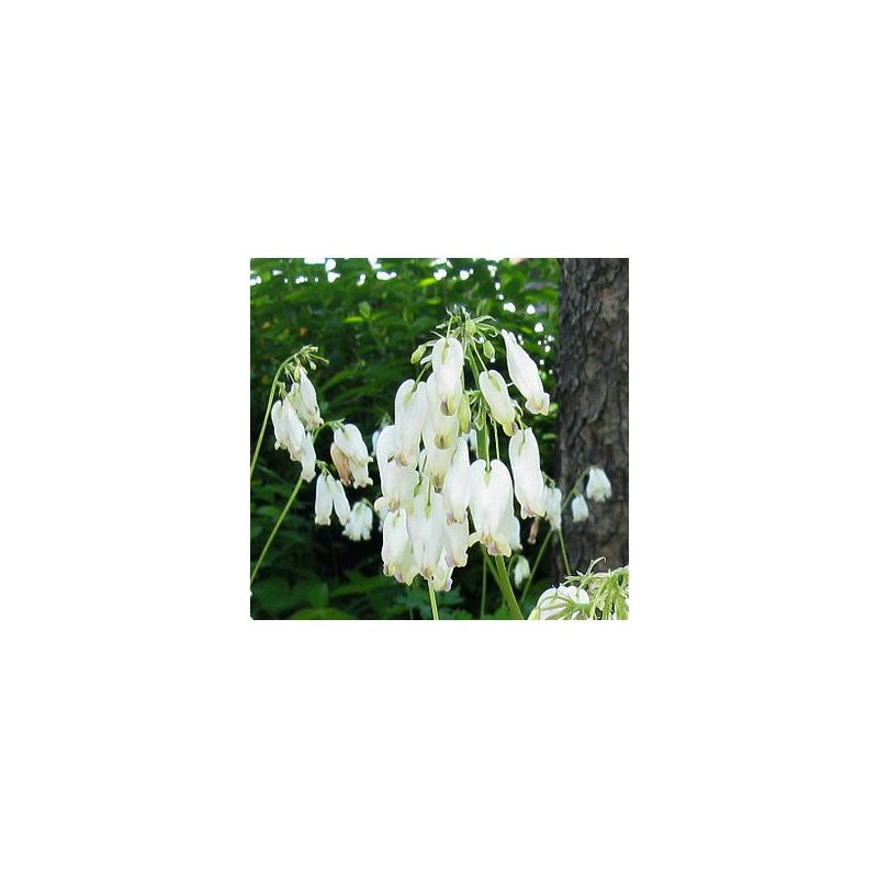 Dicentra Aurora 