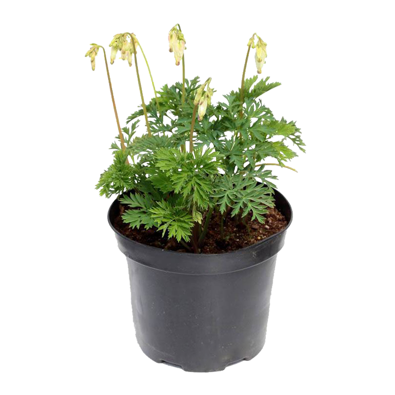 Dicentra Aurora 