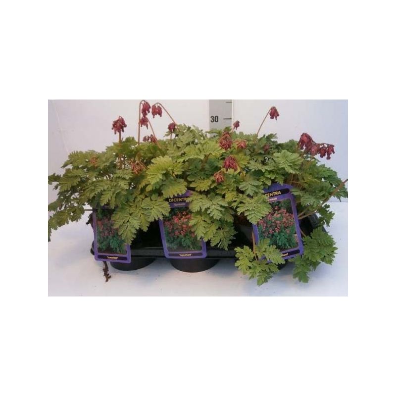Dicentra Luxuriant 