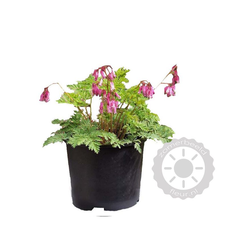 Dicentra Luxuriant 