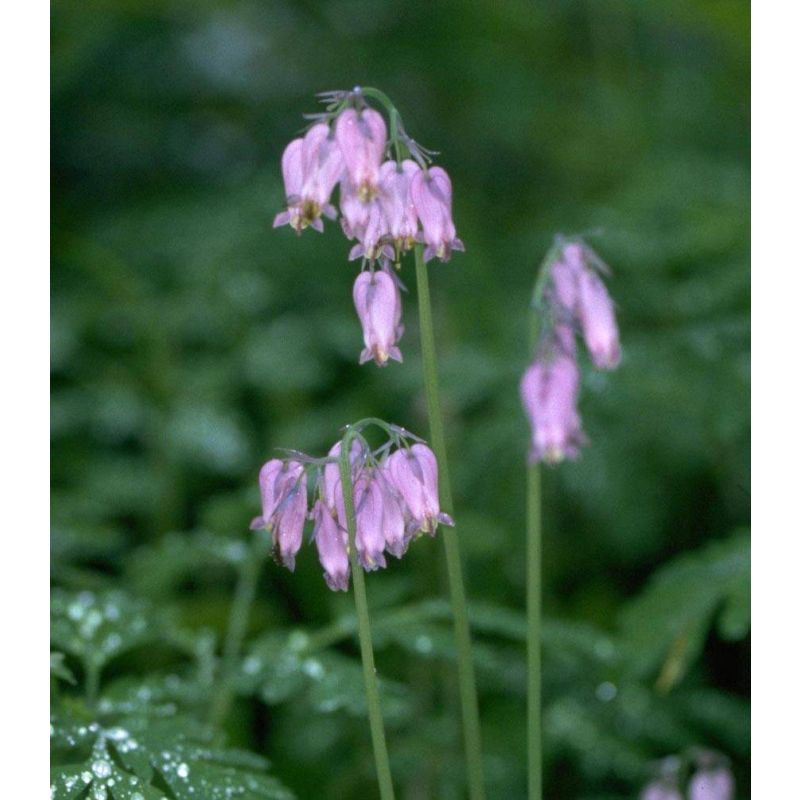 Dicentra formosa 