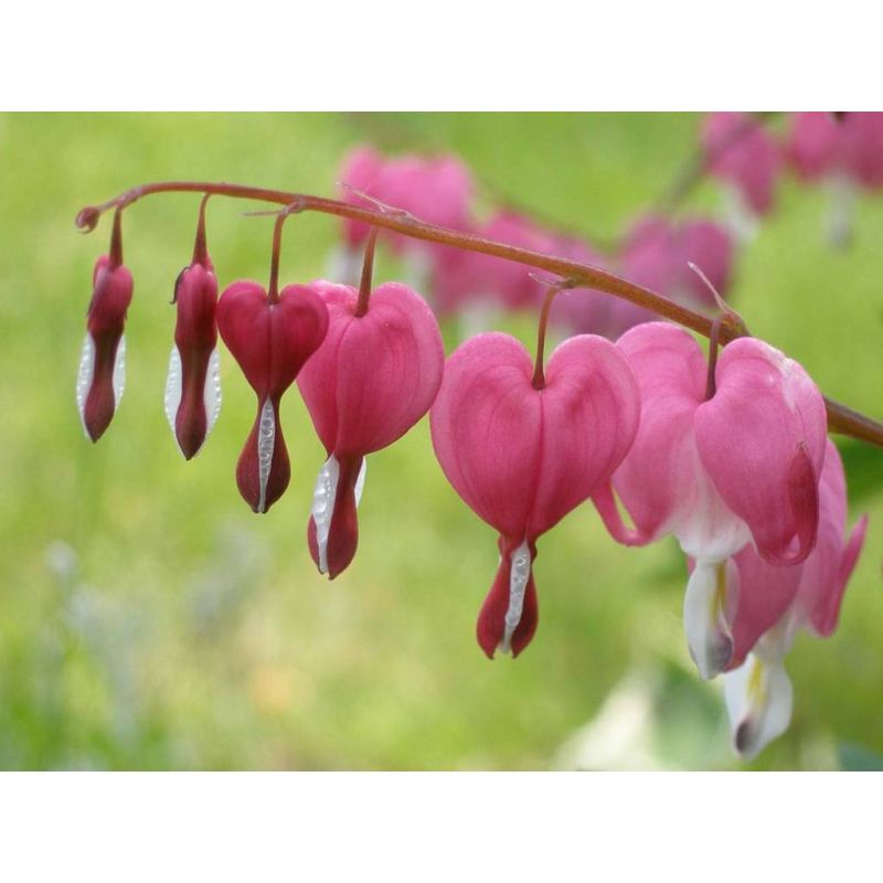 Dicentra spectabilis 
