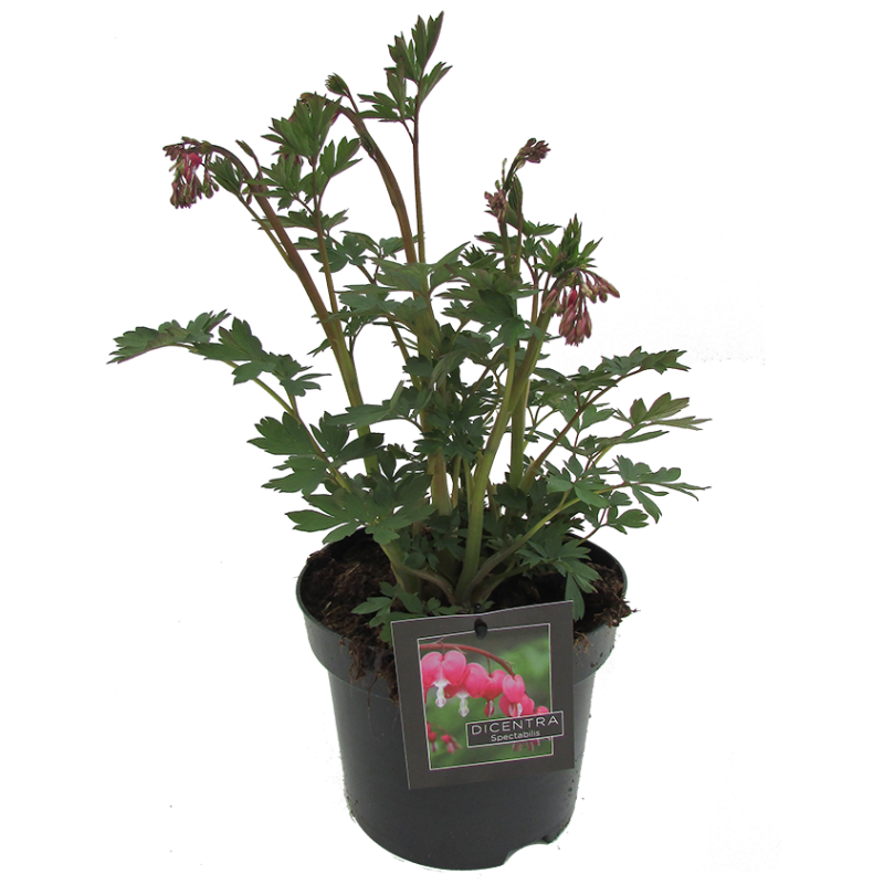 Dicentra spectabilis 