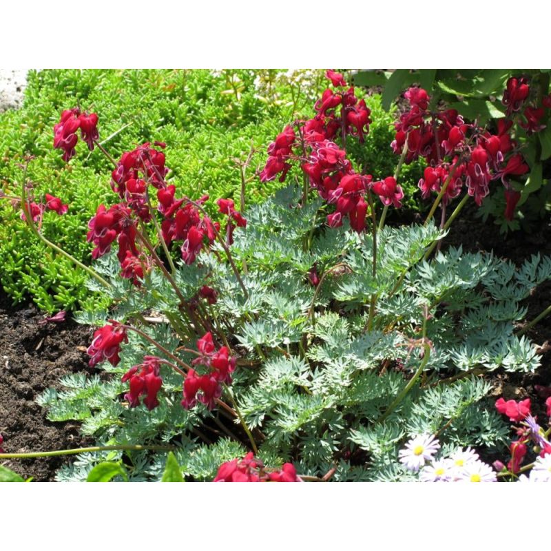 Dicentra Bacchanal 