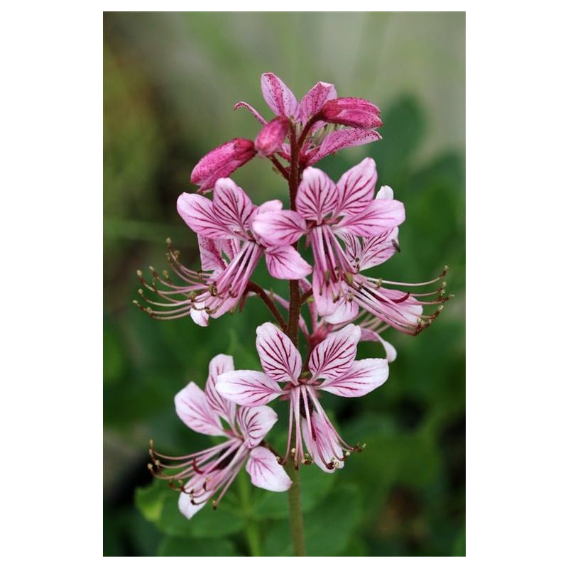 Dictamnus albus 