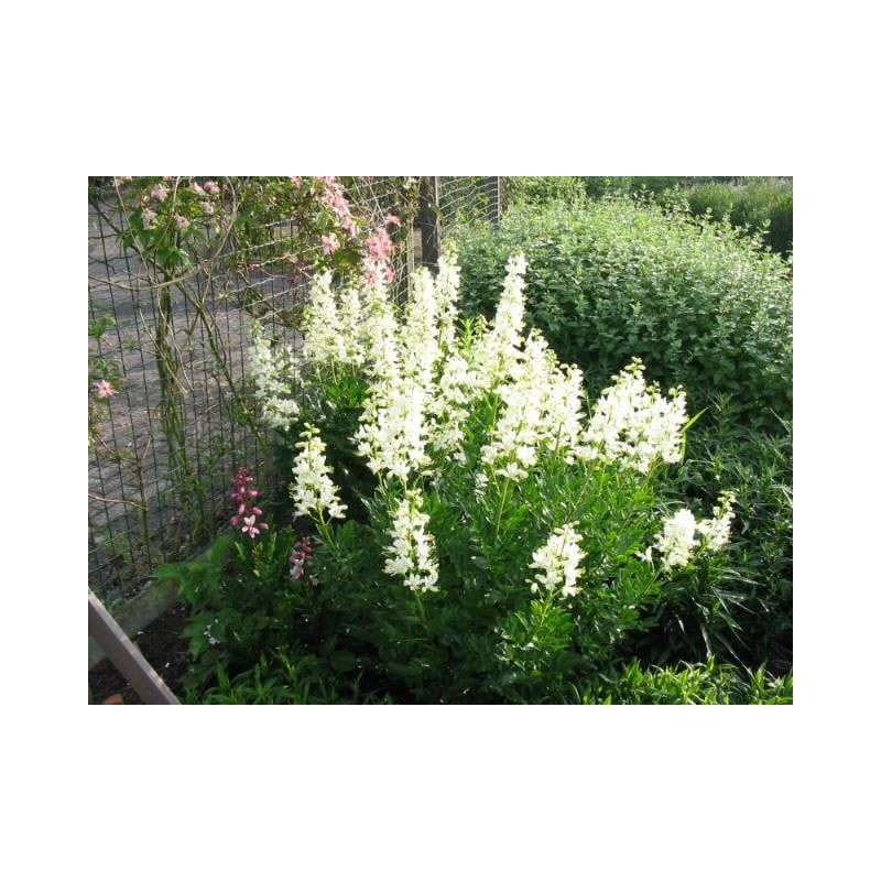 Dictamnus albus Albiflorus 