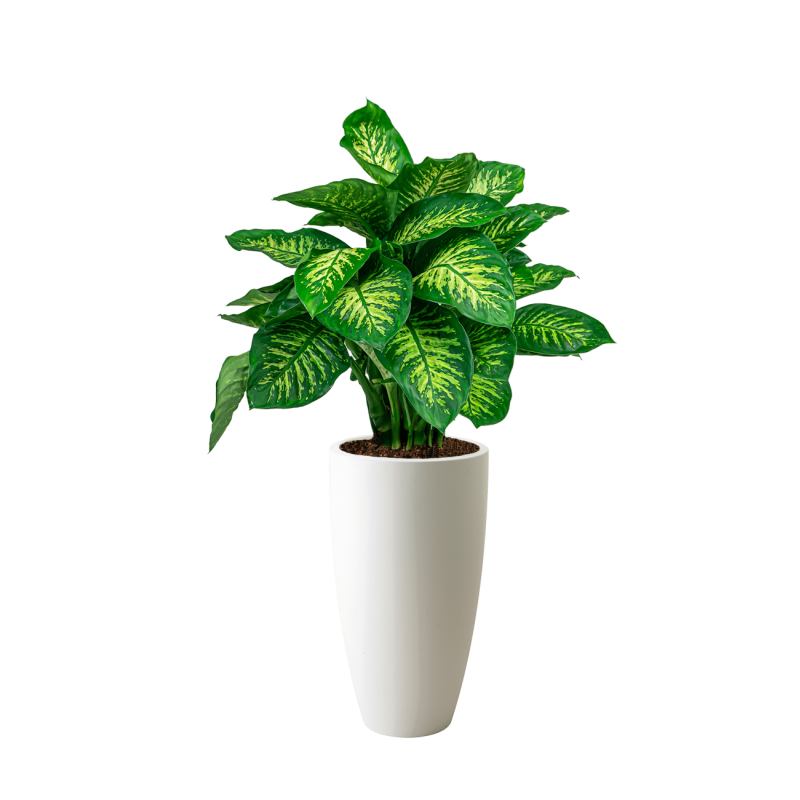 Dieffenbachia Reeva in Pure Soft hoog wit