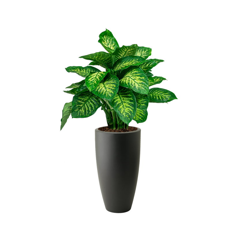 Dieffenbachia Reeva in Pure Soft hoog antraciet