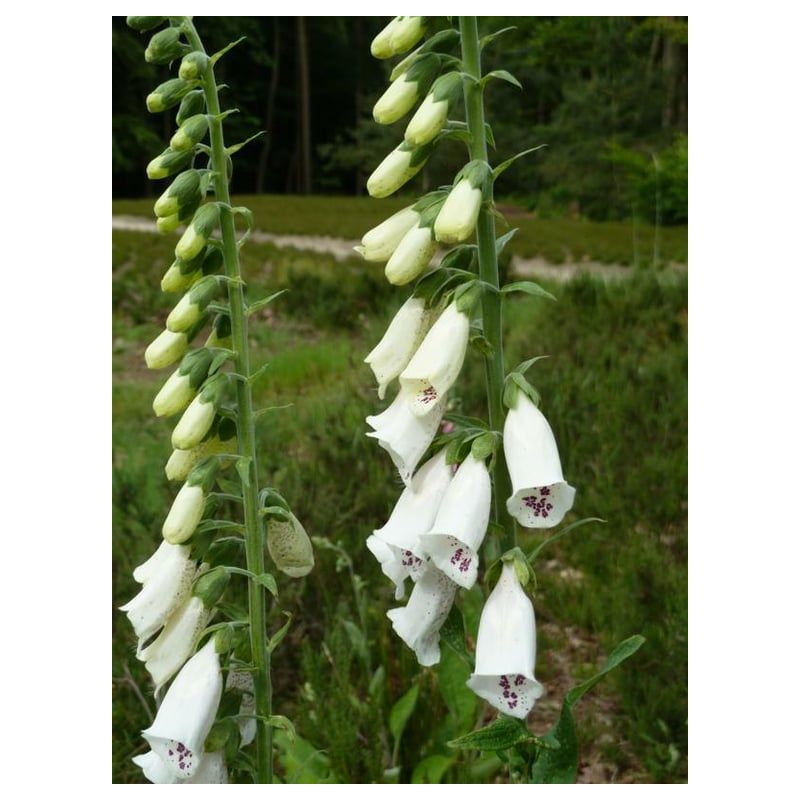 Digitalis purpurea Alba 
