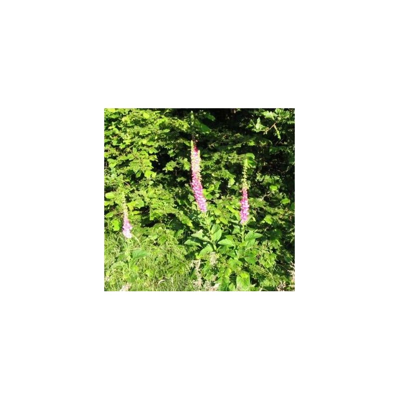 Digitalis purpurea 
