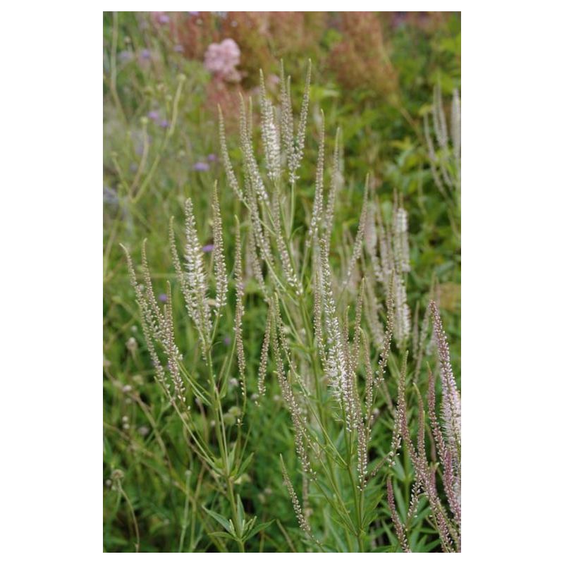 Veronicastrum Diana