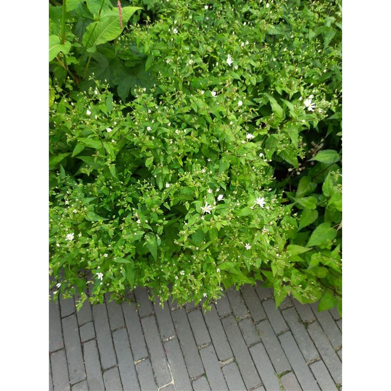 Aster divaricatus - biologisch