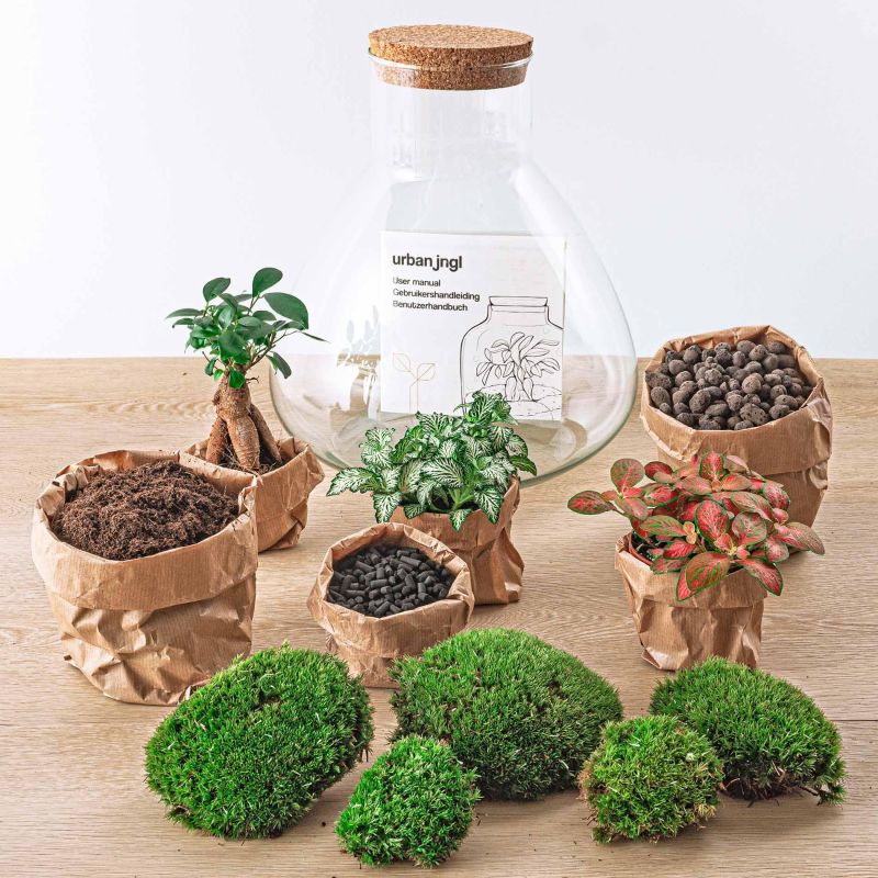 DIY Terrarium Sam Bonsai