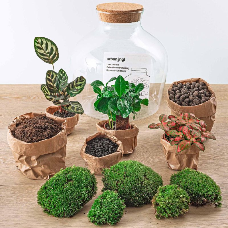 DIY Terrarium Joe Coffea