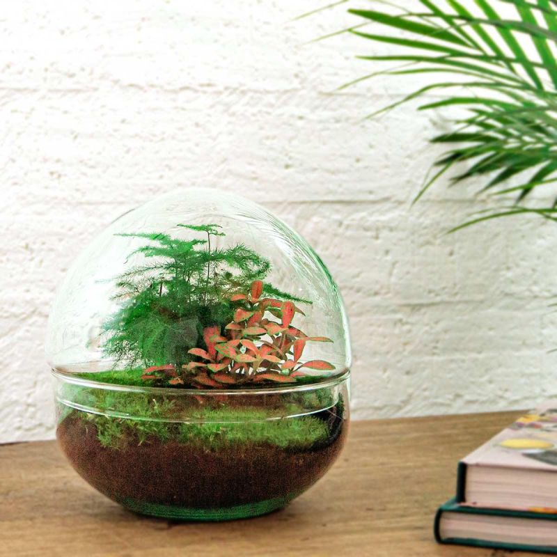DIY Terrarium Dome Asparagus