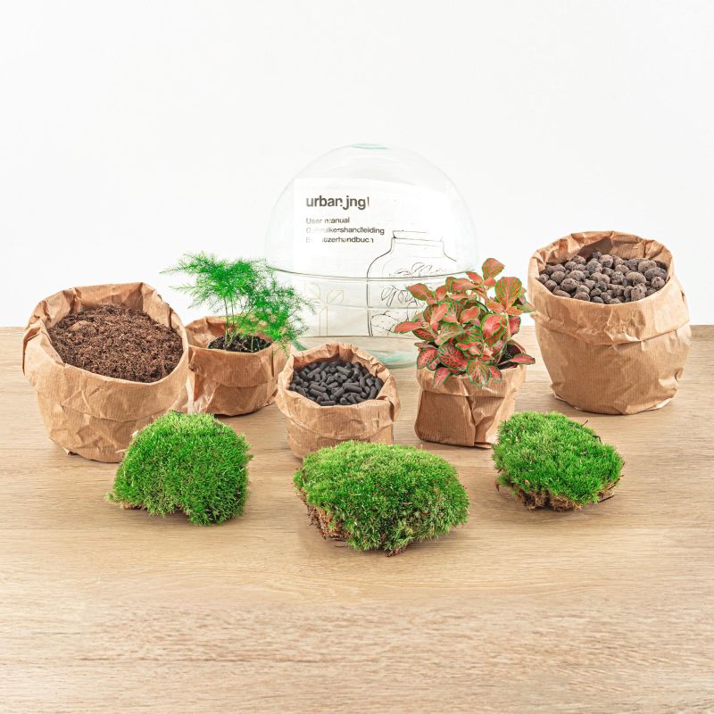 DIY Terrarium Dome Asparagus