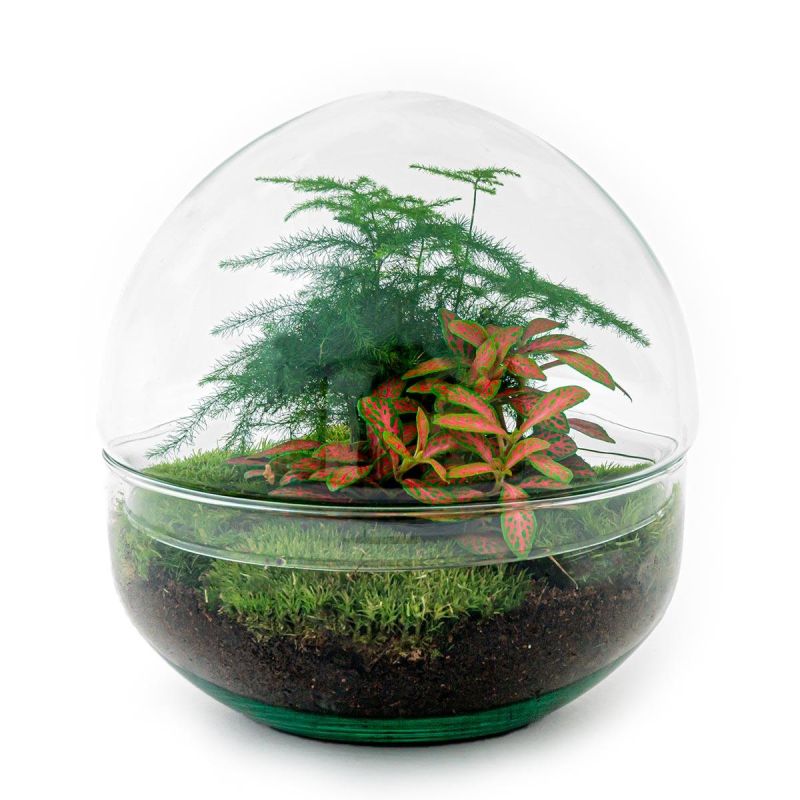 DIY Terrarium Dome Asparagus