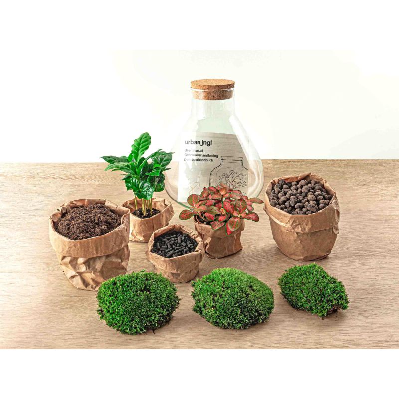 DIY Terrarium Sammy Coffea