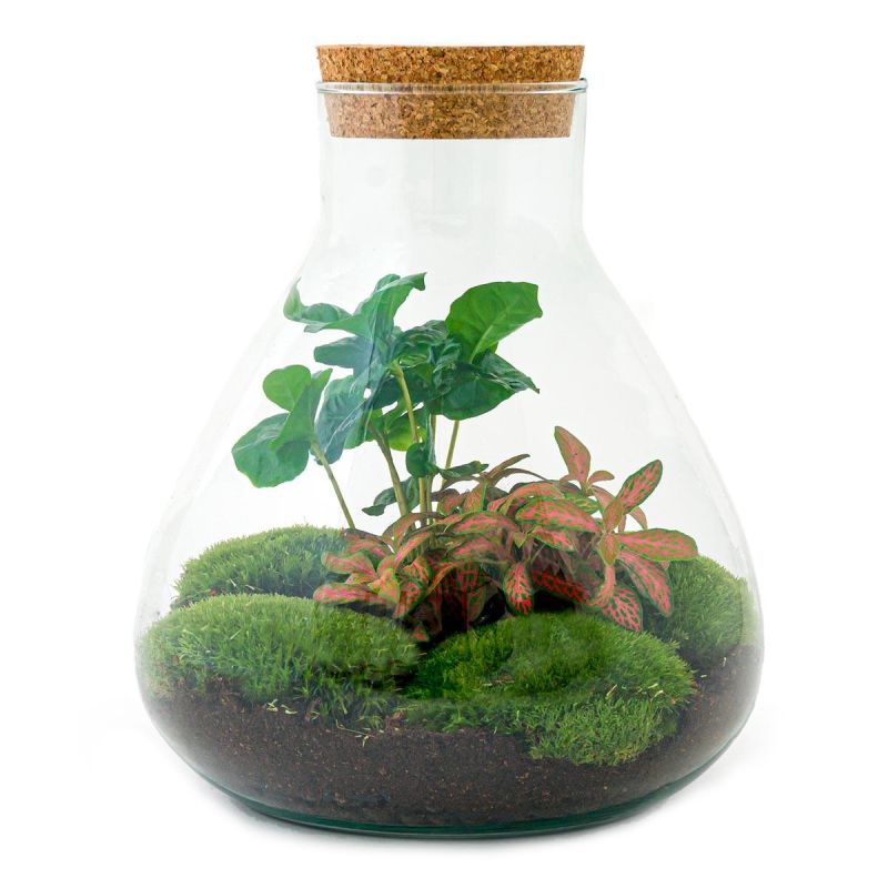 DIY Terrarium Sammy Coffea