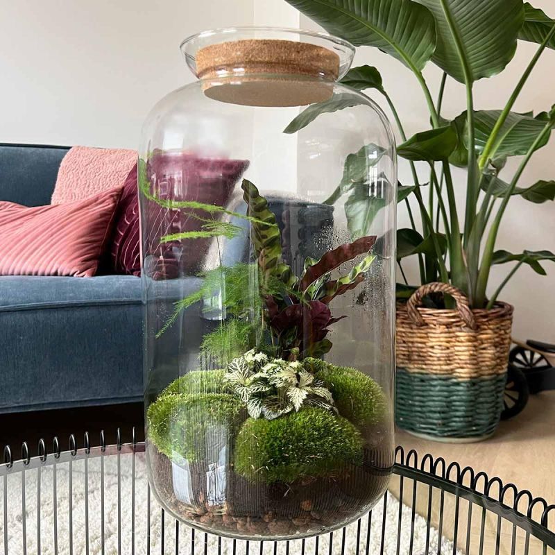 DIY Terrarium Sven Asparagus