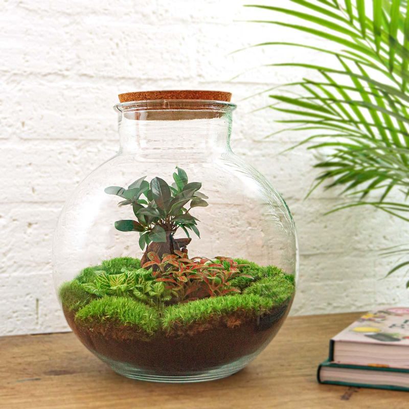 DIY Terrarium Bob Bonsai met LED