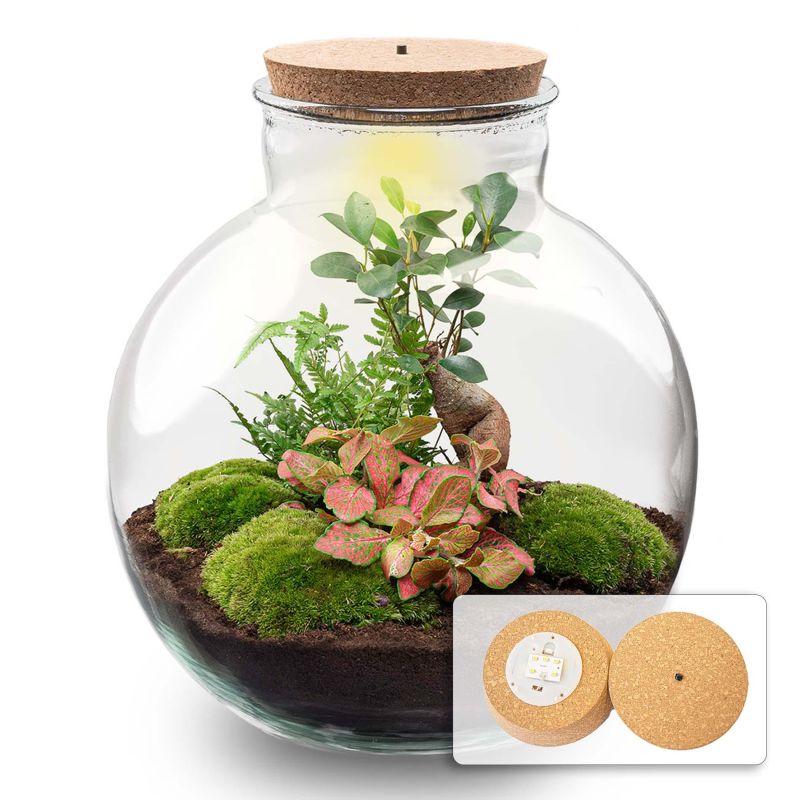 DIY Terrarium Bob Bonsai met LED