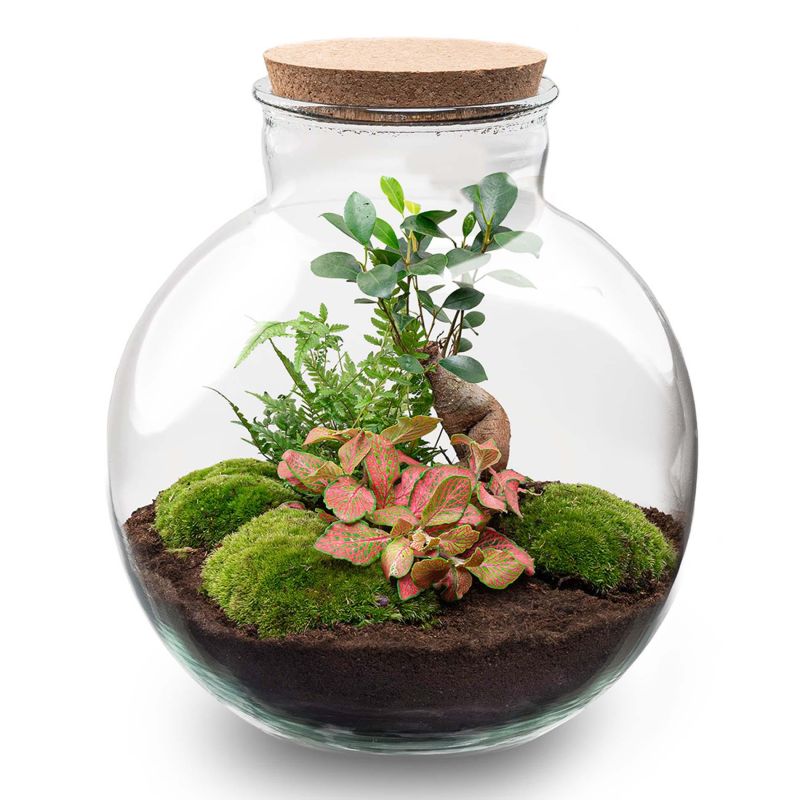 DIY Terrarium Bob Bonsai