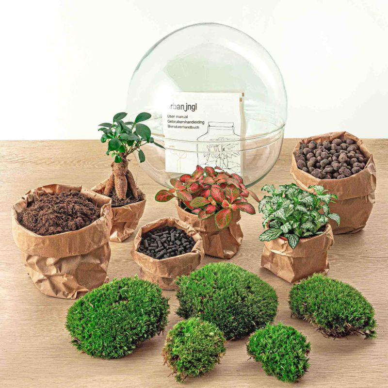 DIY Terrarium Dome Bonsai