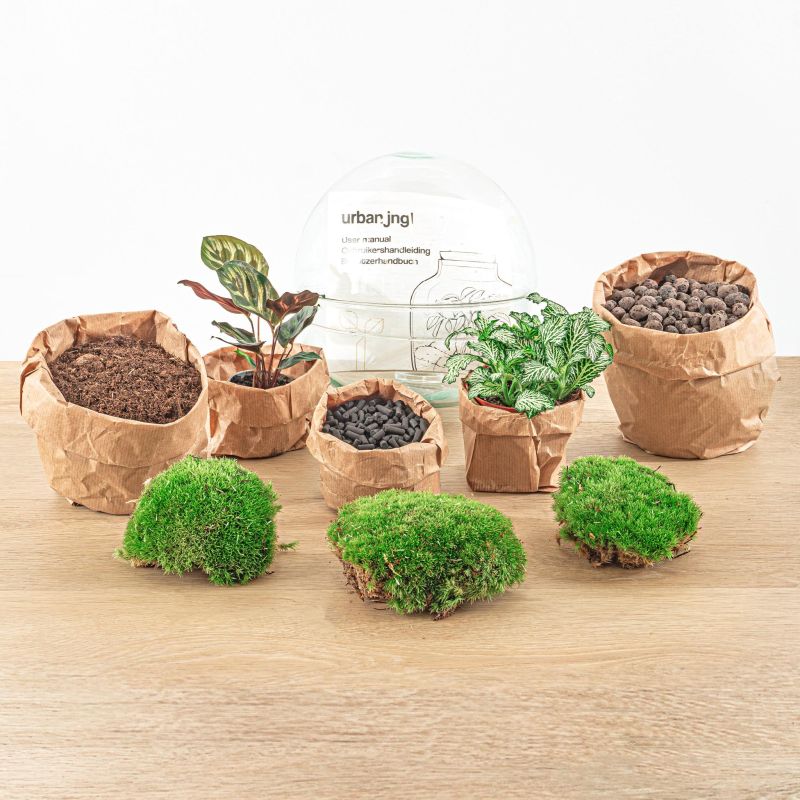 DIY Terrarium Dome Calathea