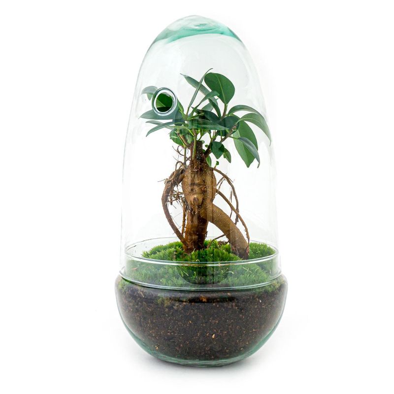 DIY Terrarium Egg Bonsai