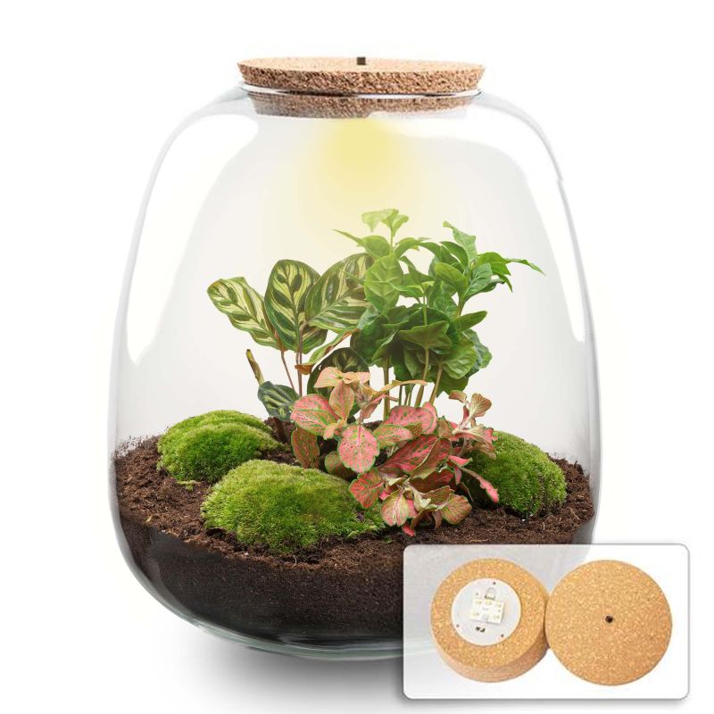 DIY Terrarium Emma Coffea met LED