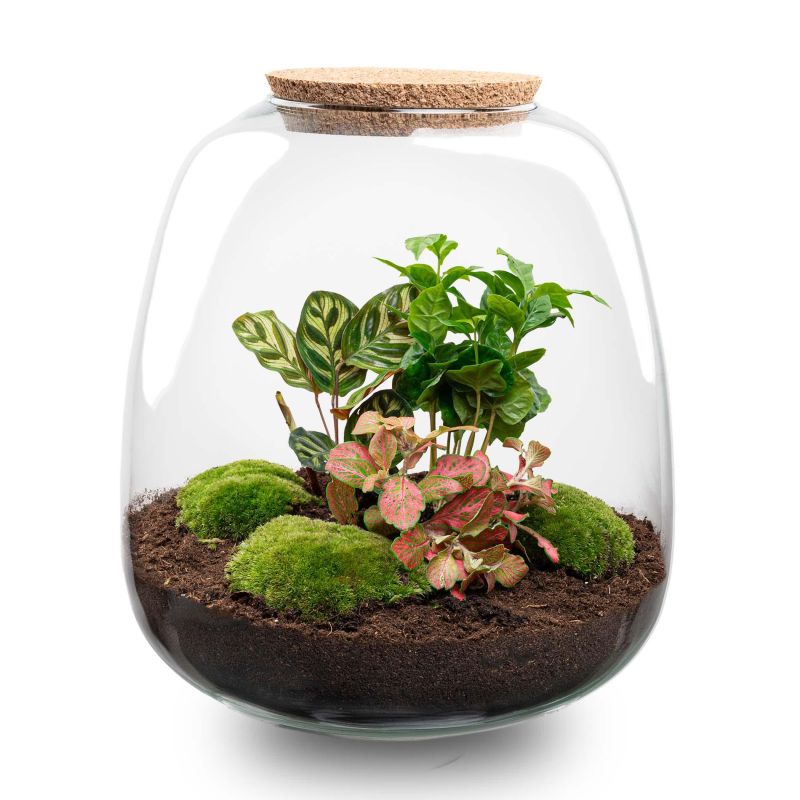DIY Terrarium Emma Coffea 