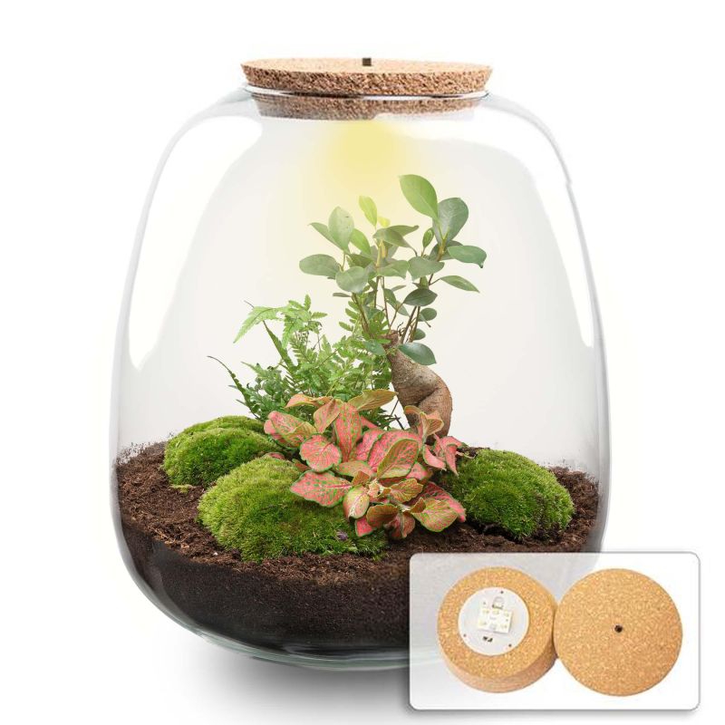 DIY Terrarium Emma Fittonia rood met LED