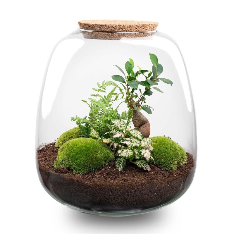 DIY Terrarium Emma Fittonia roze
