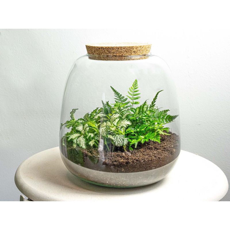 DIY Terrarium Emma Fittonia White Tiger