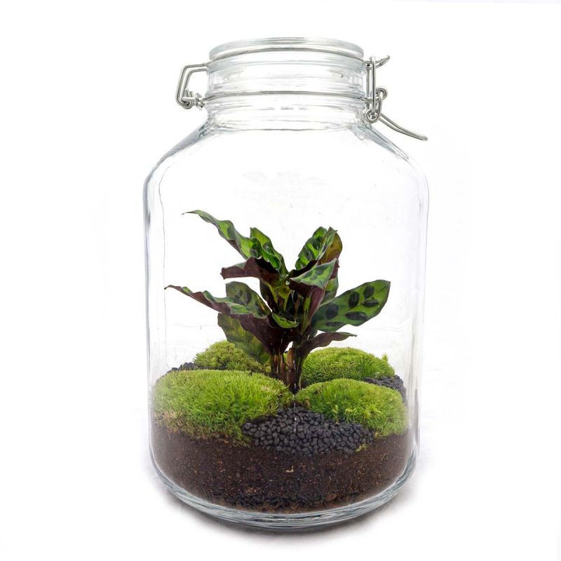 DIY Terrarium Jar Calathea