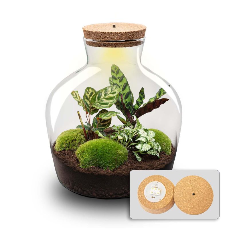 DIY Terrarium Joe Calathea met LED