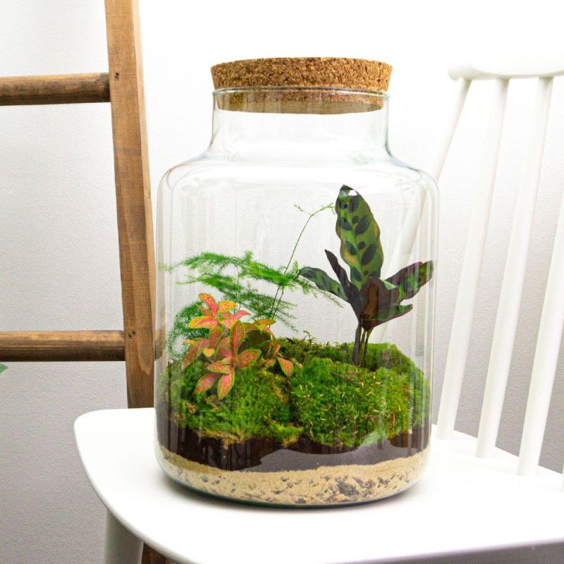 DIY Terrarium Milky Calathea