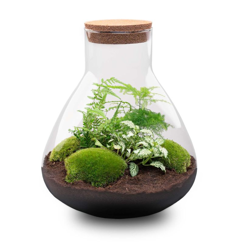 DIY Terrarium Sam Asparagus