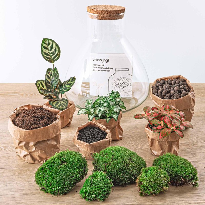 DIY Terrarium Sam Calathea