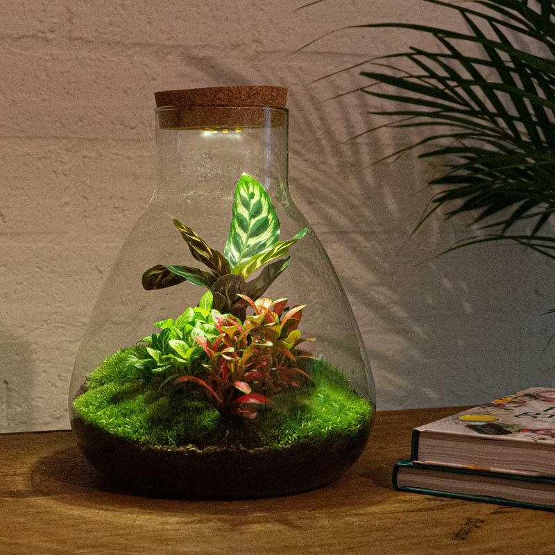 DIY Terrarium Sam Calathea met LED