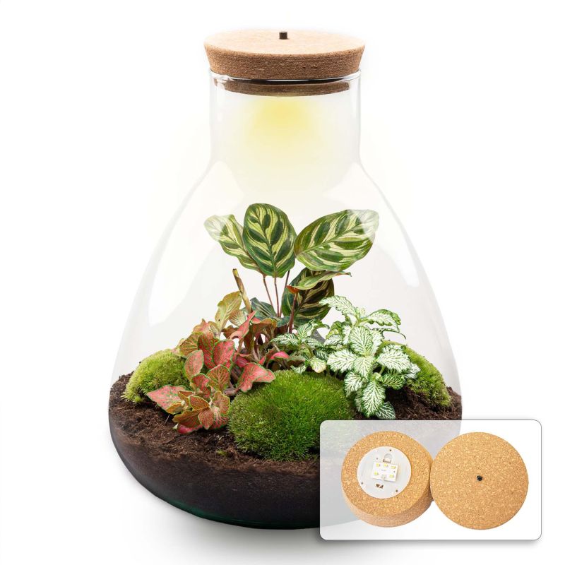 DIY Terrarium Sam Calathea met LED