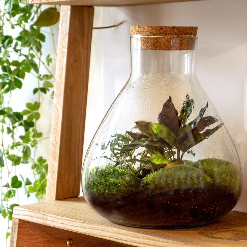 DIY Terrarium Sammy Calathea