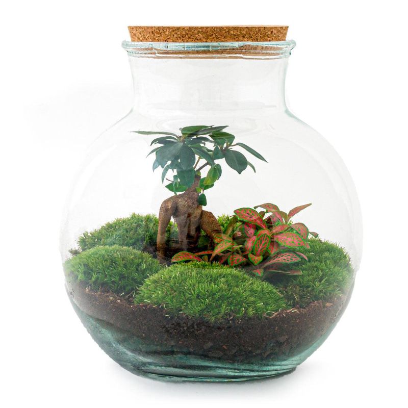 DIY Terrarium Teddy Bonsai