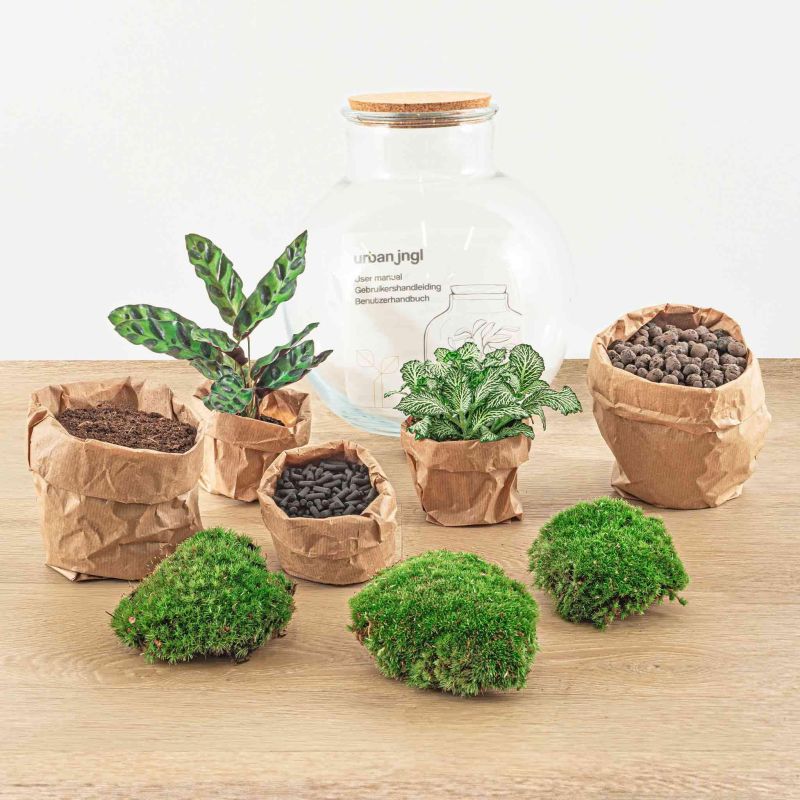 DIY Terrarium Teddy Calathea