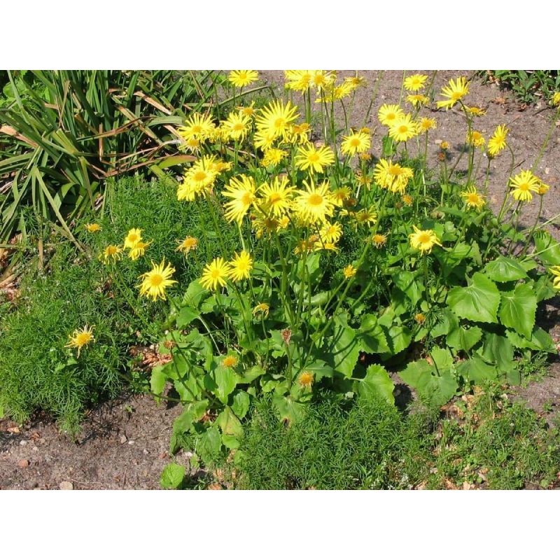 Doronicum orientale 