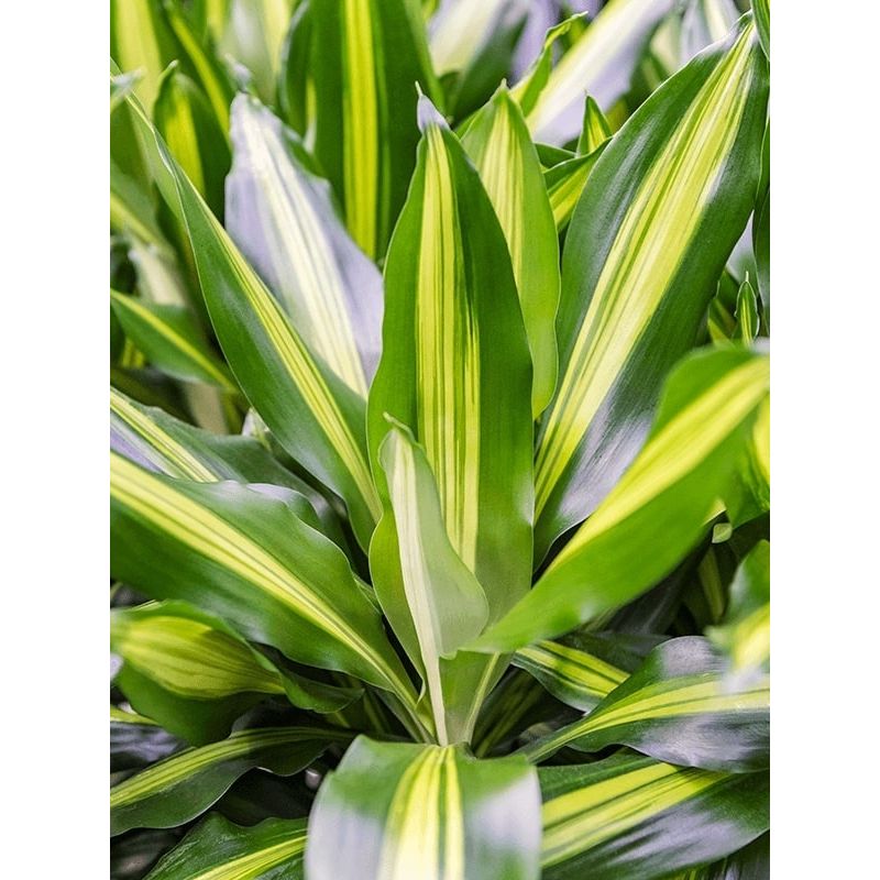 Dracaena Cintho op stam