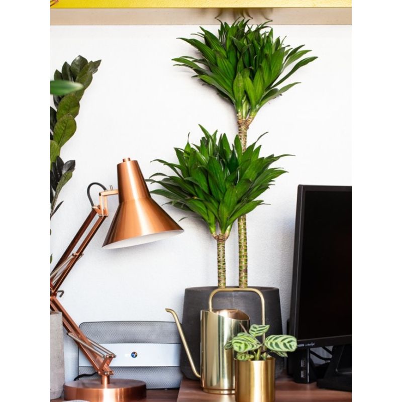 Dracaena Compacta 4-stam